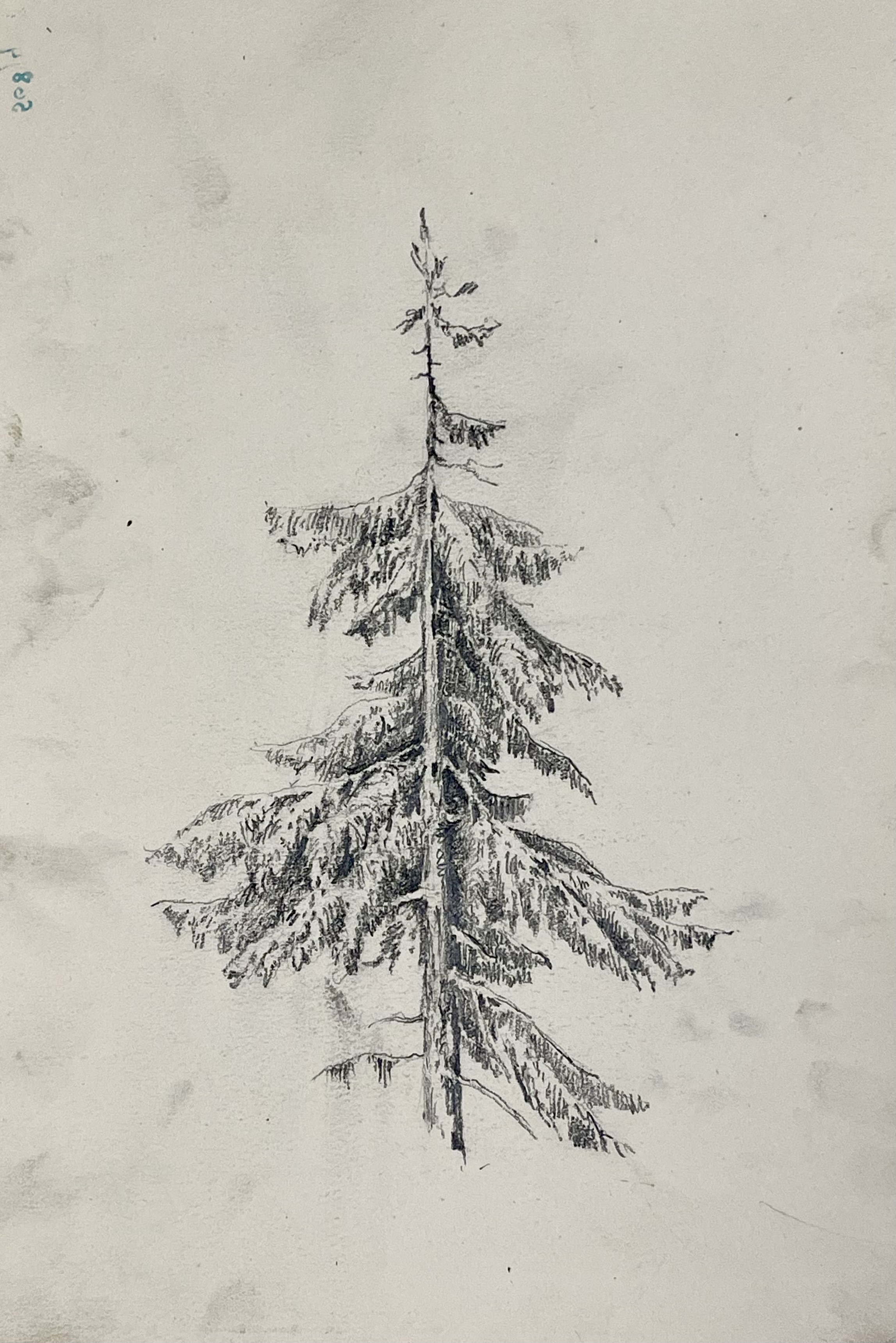 Арк.5. Ялина. 